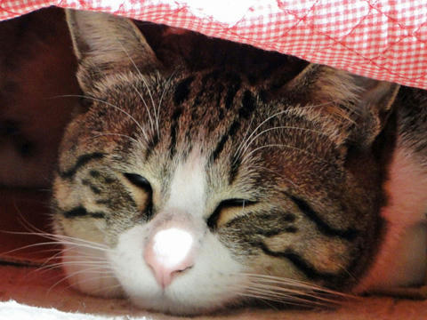 Zzzz