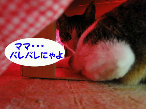 バレバレにゃ
