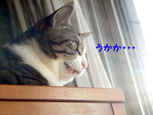 うかか