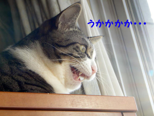 うかかかかかかか