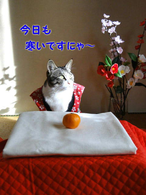 今日も寒い