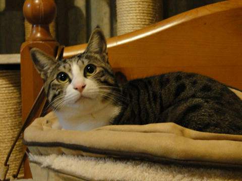 ねこ鍋2