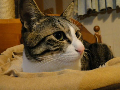 ねこ鍋1
