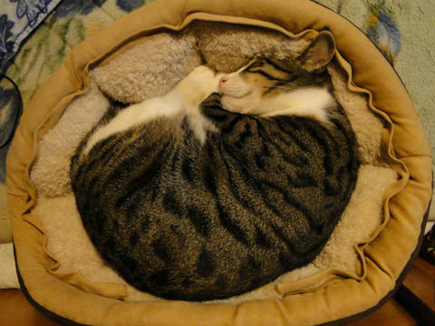 ねこ鍋7