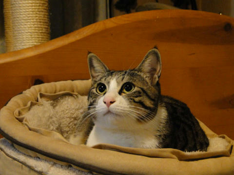 ねこ鍋3