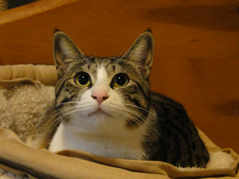 ねこ鍋4