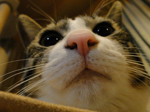ねこ鍋5
