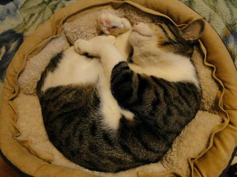 ねこ鍋9