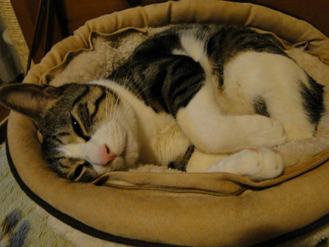 ねこ鍋6