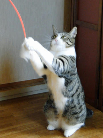 たぷたぷお腹