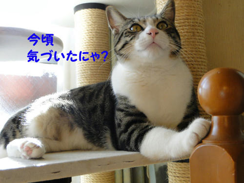 今頃気付いたにゃ?