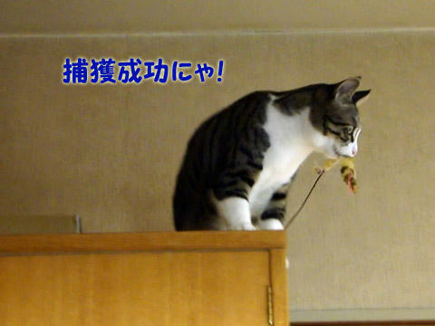 捕獲成功！