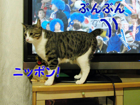 日本!日本!