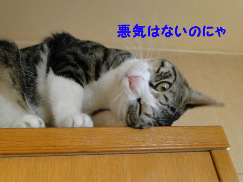 悪気はないのにゃ。。。