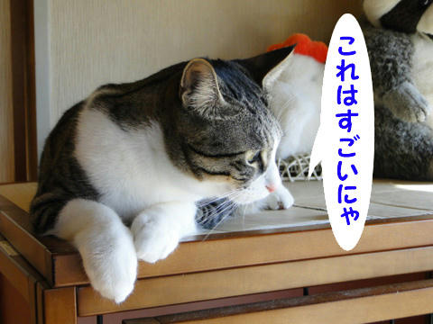 これはすごいにゃ!