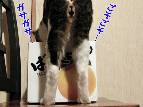 がさがさ ごそごそ