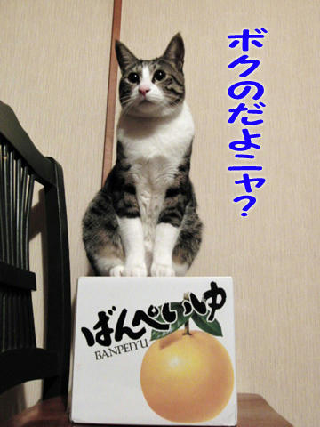ボクのだよニャ?