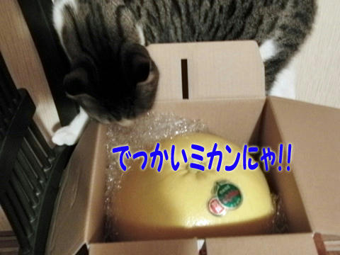 でっかいミカンにゃ!