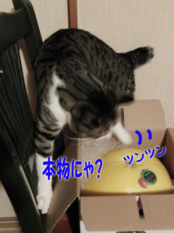 本物?