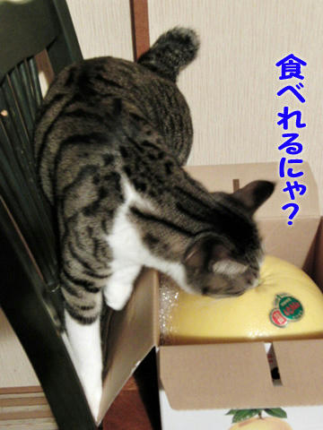 食べられる?