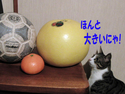 本当に大きい