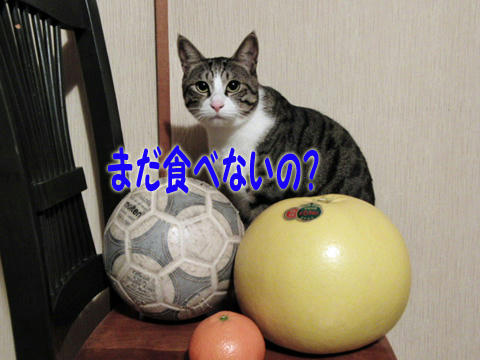 まだ食べないの?