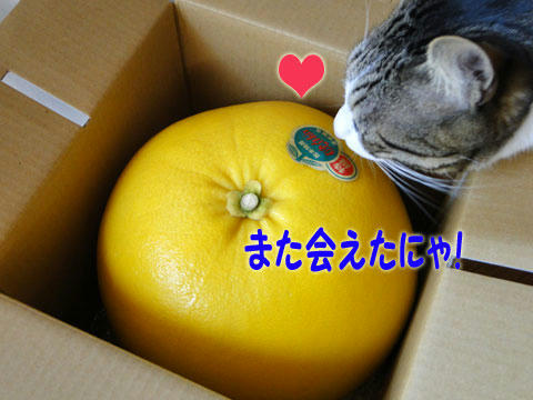 また会えたにゃ