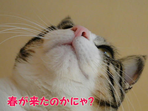 春が来たのかにゃ?