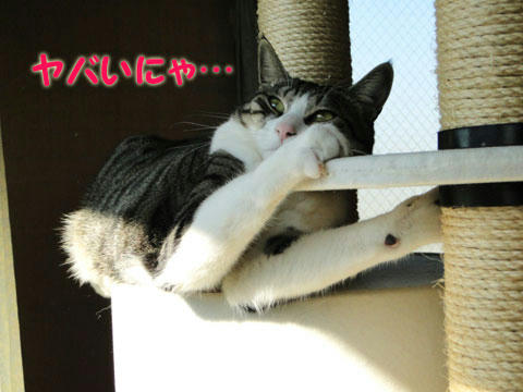 ヤバいにゃ・・・