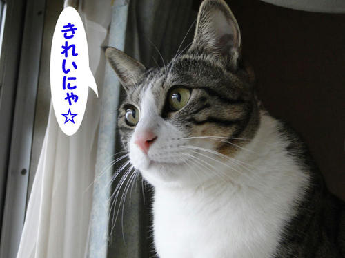 きれいにゃ~☆