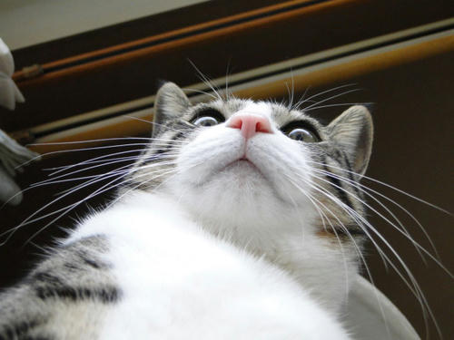 下からアップ