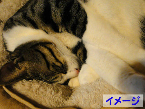 熟睡中のお猫さま(イメージ)