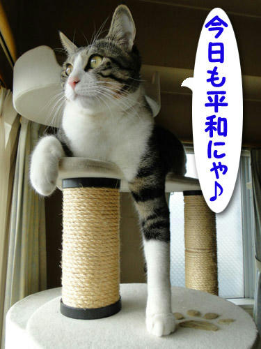 今日も平和にゃ