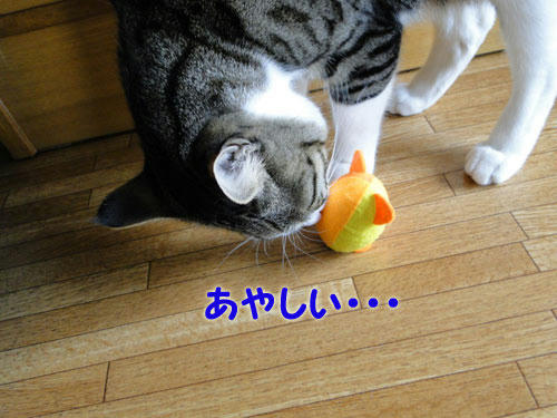 あやしい