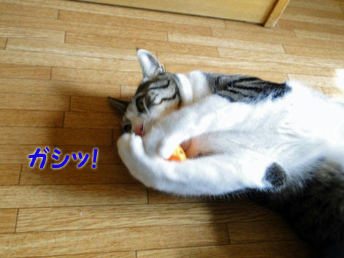 ガシッ!