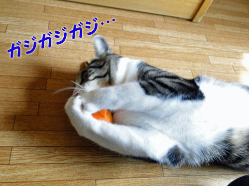 ガジガジガジ