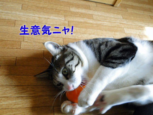 生意気にゃ!