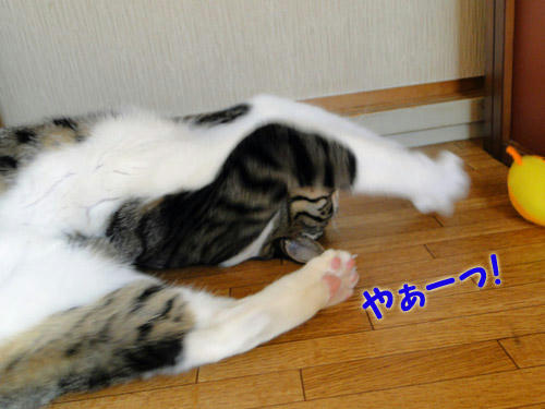 やぁー!