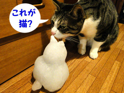 これがネコ?