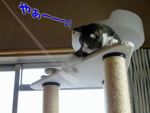 やーっ!