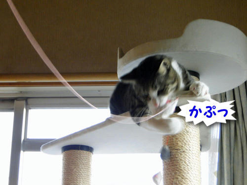 かぷっ