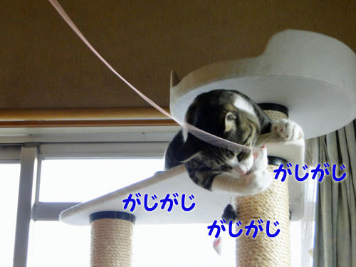 がじがじがじがじ・・・