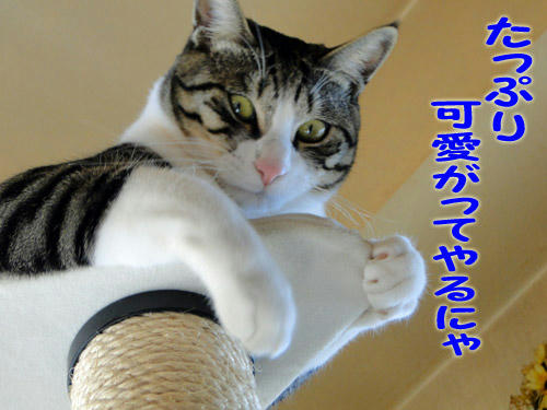 たっぷり可愛がってやるにゃ