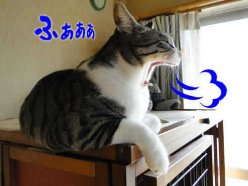 ふぁぁぁ・・・