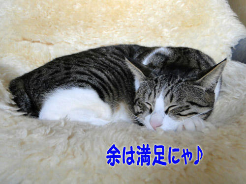 余は満足にゃ