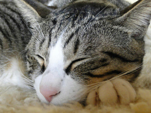 Zzzzz...
