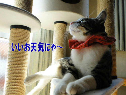 いい天気にゃ～