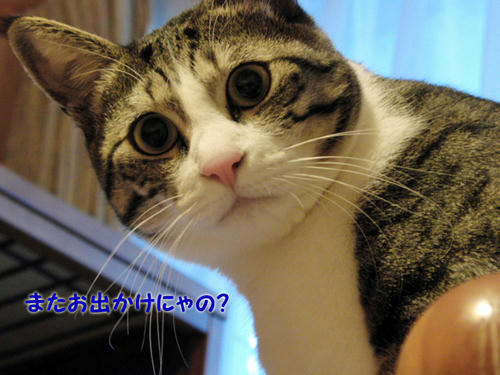 またおでかけ?