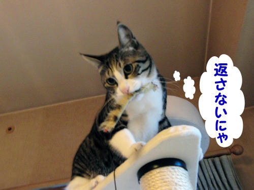 じゃらし6