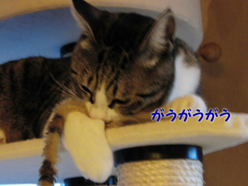 じゃらし7